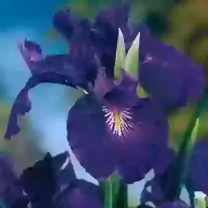 English Iris